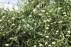 Sarcostemma viminale